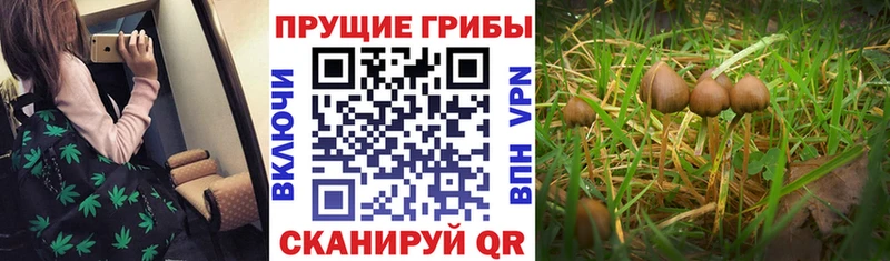 Галлюциногенные грибы Magic Shrooms Кузнецк
